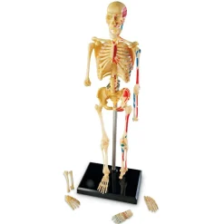 Learning Resources Anatomimodel - Skelet| Skolesjov|Montessori