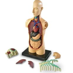 Learning Resources Anatomimodel - Torso| Skolesjov|Montessori