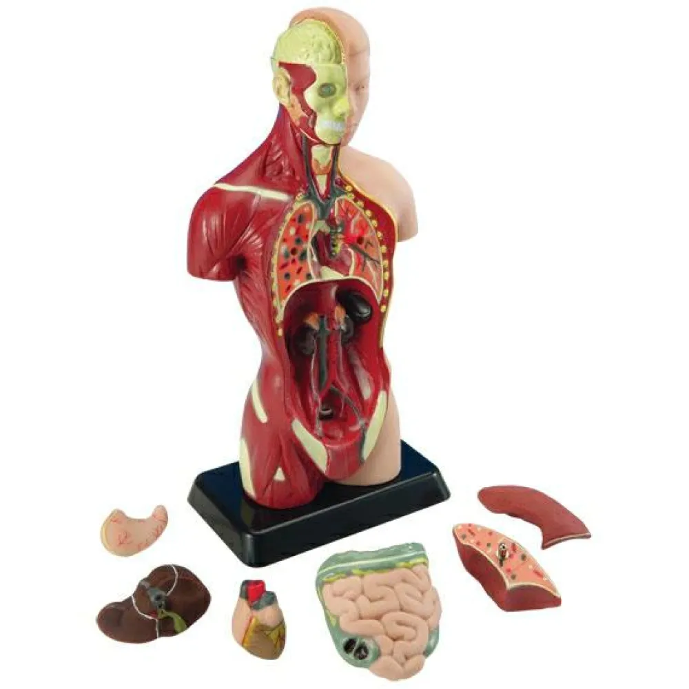 Anatomimodel - Torso, 27cm| Montessori|Anatomi/Kroppen