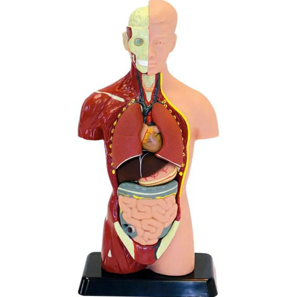 Anatomimodel - Torso, 27cm| Montessori|Anatomi/Kroppen