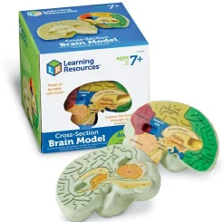 Learning Resources Anatomi tværsnit - Hjerne| Anatomi/Kroppen