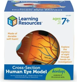 Learning Resources Anatomi tværsnit - Øje| Anatomi/Kroppen