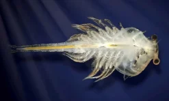 Aqua Dragons i akvarium| Stem Læringslegetøj|Naturvidenskab