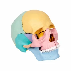 Spiegelburg Samlesæt - Kranium, 17 dele| Naturvidenskab|Halloween